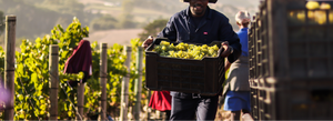 Why Back the Grape Nobody Believed In?