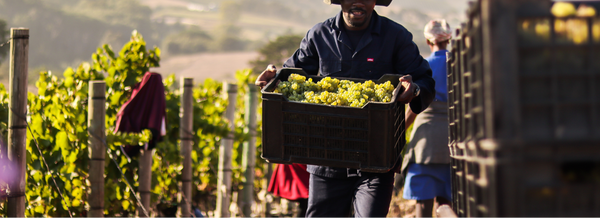 Why Back the Grape Nobody Believed In?