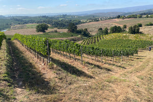 Tim James: A visit to Radford Dale’s developing organic estate in Elgin