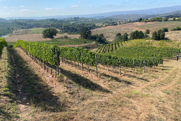 Tim James: A visit to Radford Dale’s developing organic estate in Elgin