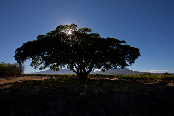 The Legacy of the Land of Hope