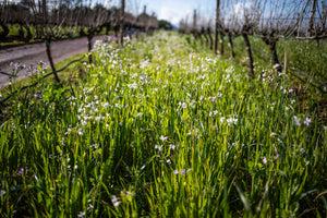 SOUTH AFRICA LAGS BEHIND EUROPE WHEN IT COMES TO ORGANIC VITICULTURE – 12 PRODUCERS UNITE TO SEEK CHANGE