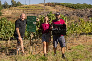 Bringing Beaujolais to the Cape #gamayzing