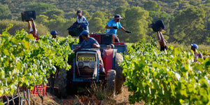 Vinum Gamay Noir, a stellar South African red