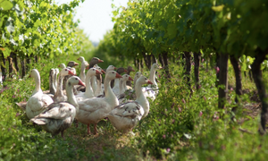 Global organic vineyard area increases ‘considerably’