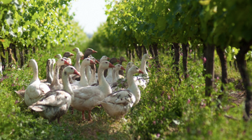 Global organic vineyard area increases ‘considerably’