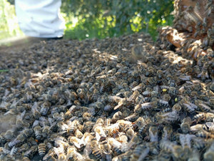 The buzz of Elgin. The Cape Honey Bee Conservancy working our hives
