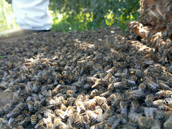 The buzz of Elgin. The Cape Honey Bee Conservancy working our hives
