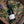 Organic Touchstone Chardonnay (Elgin)