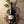 Organic Revelation Semillon (Elgin)